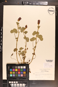 Trifolium incarnatum image