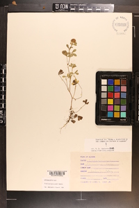 Trifolium lappaceum image