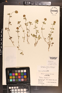 Trifolium lappaceum image