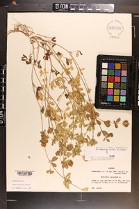 Trifolium lappaceum image