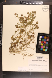 Trifolium lappaceum image