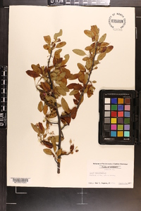 Pyrus angustifolia image