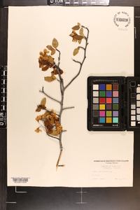 Pyrus coronaria image