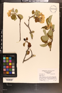 Malus sylvestris image