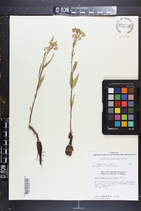 Asclepias pedicellata image