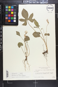 Viola palmata image