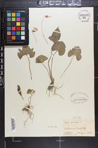 Viola palmata image