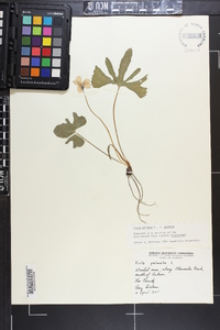 Viola palmata image