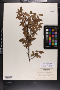 Rosa carolina subsp. subserrulata image