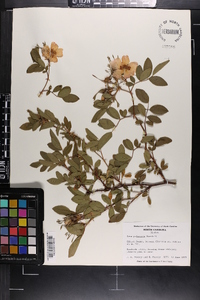 Rosa palustris image