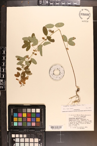 Lespedeza × nuttallii image