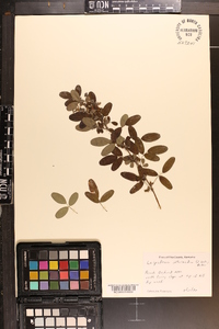 Lespedeza intermedia image