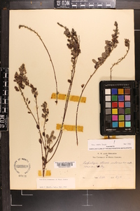 Lespedeza intermedia image