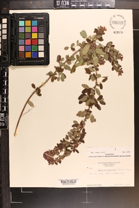 Lespedeza intermedia image