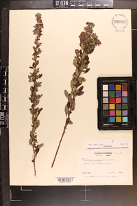 Lespedeza intermedia image