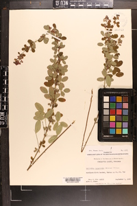 Lespedeza intermedia image