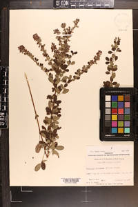 Lespedeza intermedia image