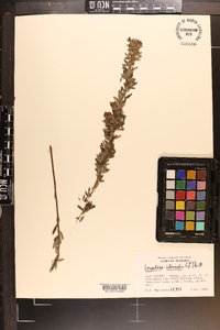 Lespedeza intermedia image