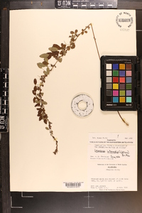 Lespedeza intermedia image