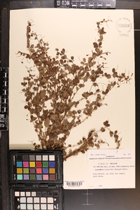 Lespedeza intermedia image