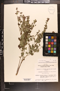 Lespedeza intermedia image