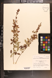 Lespedeza stuevei image