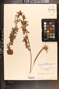 Lespedeza intermedia image