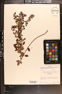 Lespedeza intermedia image