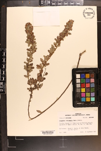 Lespedeza intermedia image