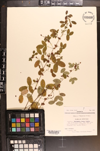 Lespedeza intermedia image