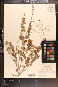 Lespedeza procumbens image