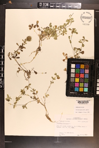 Trifolium lappaceum image