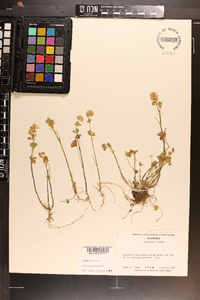 Trifolium nigrescens image