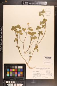 Trifolium nigrescens image