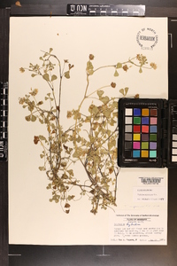 Trifolium nigrescens image