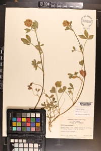 Trifolium vesiculosum image