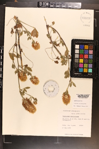 Trifolium vesiculosum image
