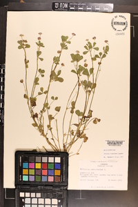 Trifolium resupinatum image