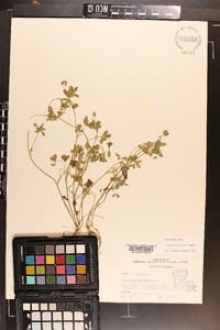 Trifolium resupinatum image