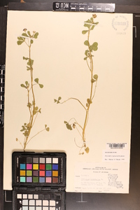 Trifolium resupinatum image