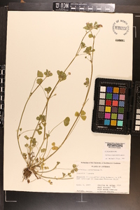 Trifolium resupinatum image