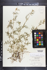 Vicia sativa subsp. nigra image