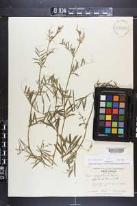 Vicia sativa subsp. nigra image