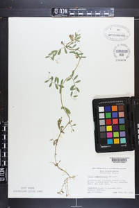 Vicia sativa subsp. nigra image