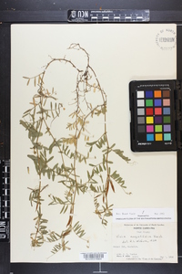 Vicia sativa subsp. nigra image