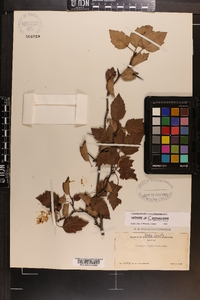 Crataegus erythrocarpa image