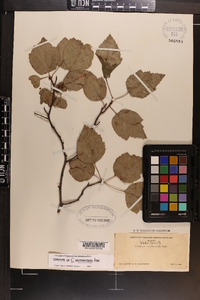 Crataegus erythrocarpa image