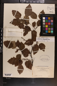 Crataegus erythrocarpa image