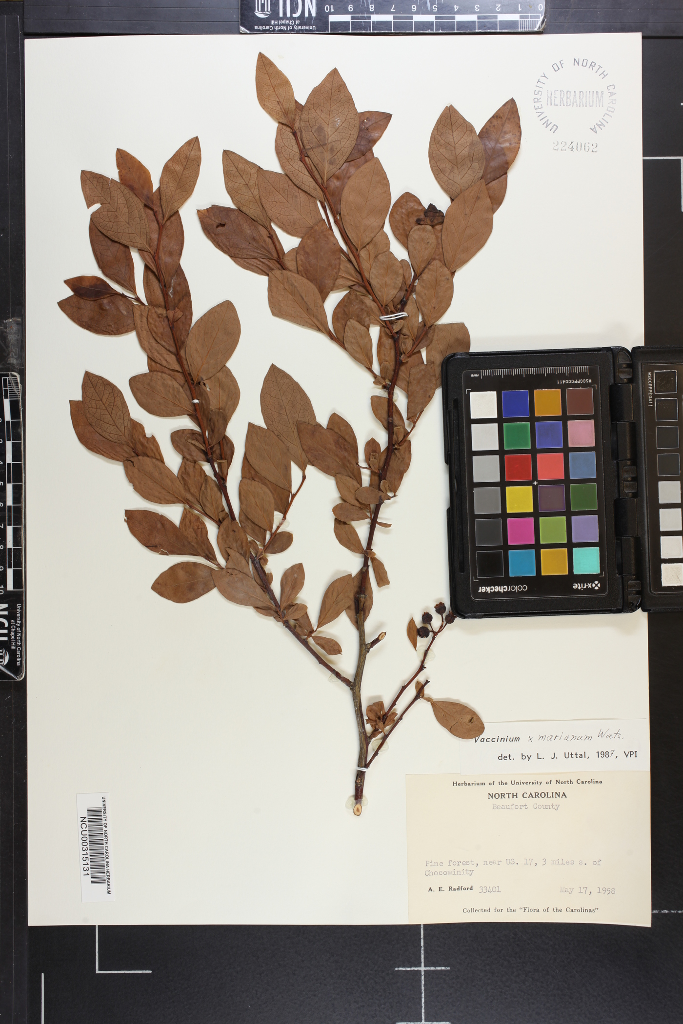 Vaccinium x marianum image