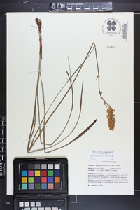 Stenanthium densum image